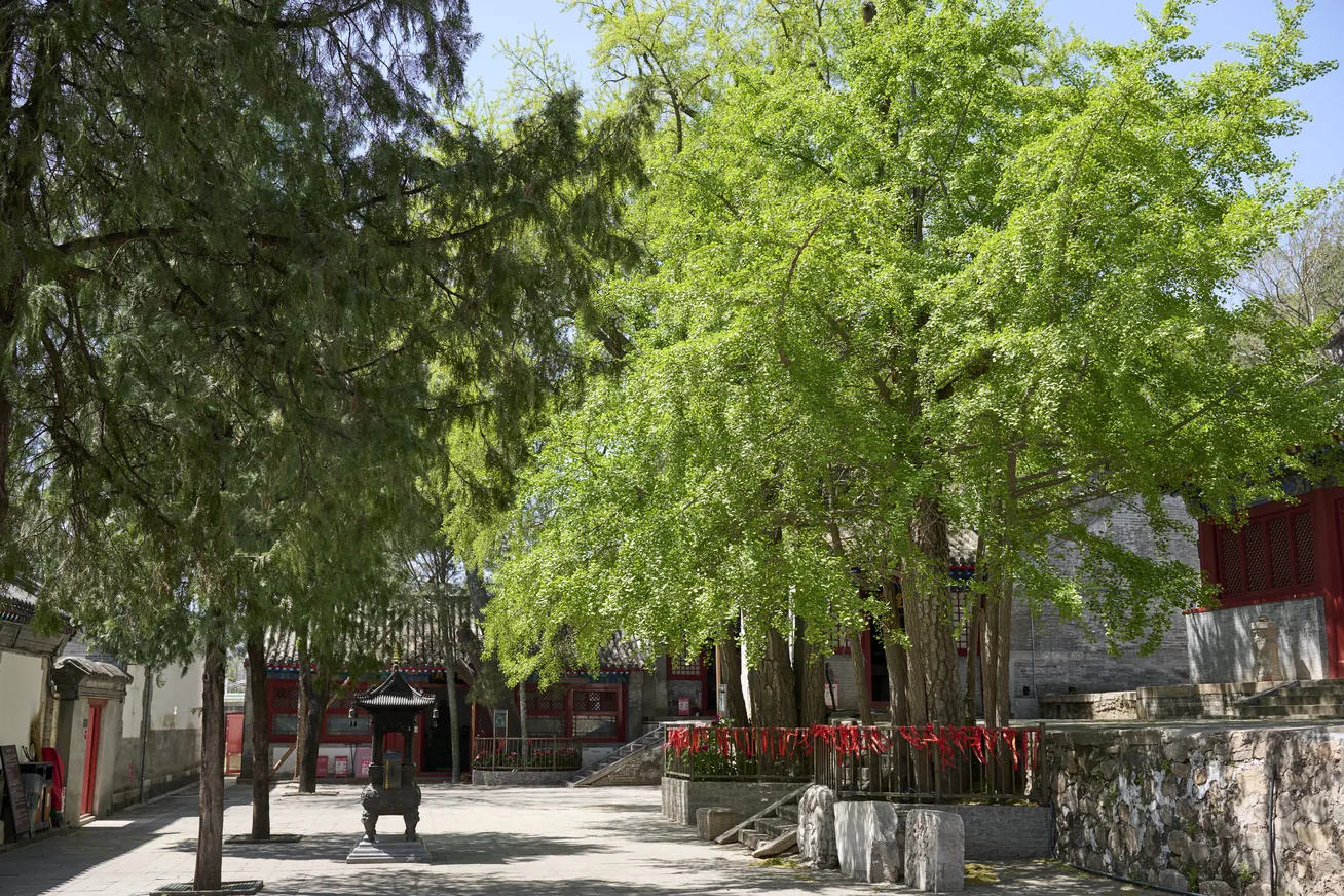 檀峪村古青檀公园